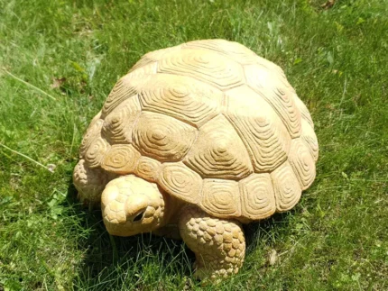 Тротуарная плитка Черепаха купить Киев | Золотой Мандарин